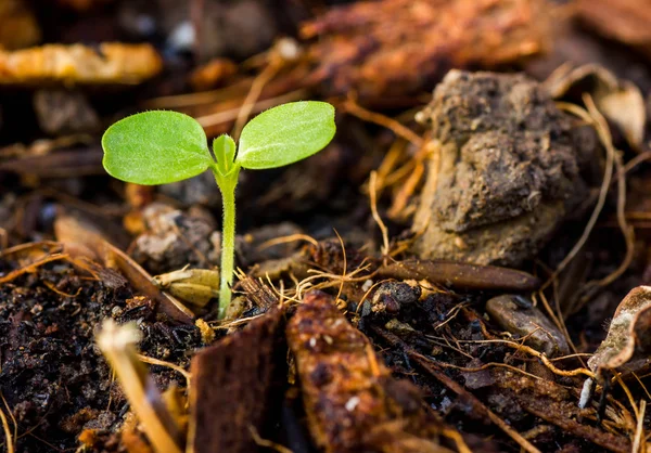 Groene spruit groeiende — Stockfoto