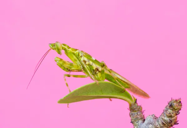 Mantis em rosa — Fotografia de Stock