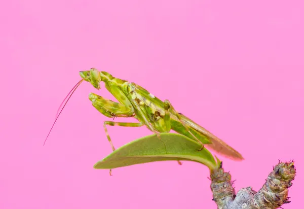 ピンクのカマキリ — ストック写真