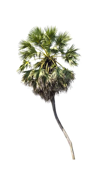 Sugar palm trees on a white background — Stock Photo, Image