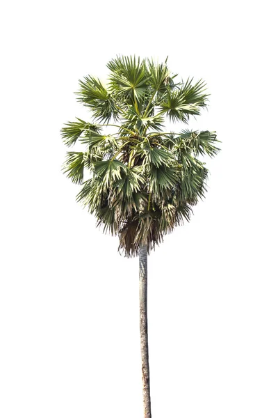 Beyaz zemin üzerine şeker palmiye ağaçları — Stok fotoğraf
