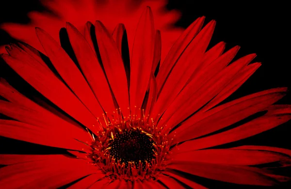 洋红色花朵 — 图库照片