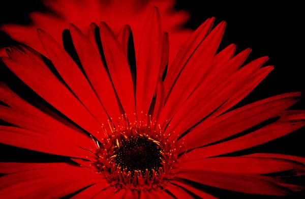 Magenta flowers — Stock Photo, Image