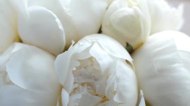 Çiçekli beyaz şakayık