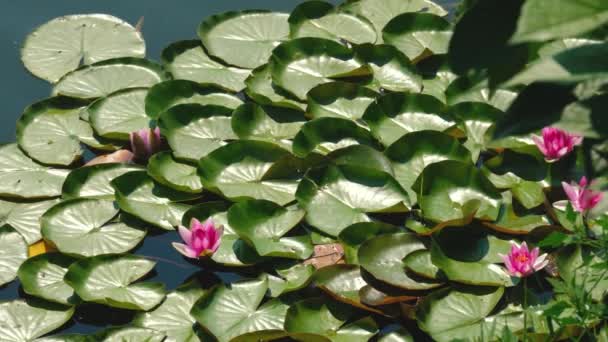 Giglio d'acqua loto rosa — Video Stock