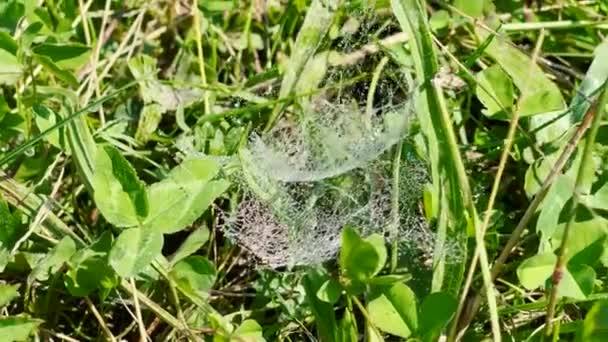 Dew spider web — Stock Video