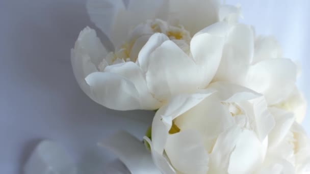 Virágzó fehér bazsarózsa — Stock videók