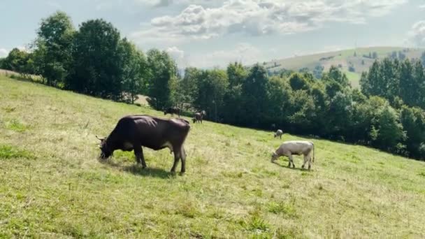 Vacas pastam nas montanhas — Vídeo de Stock