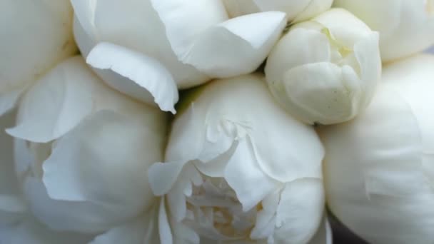 Peonia bianca in fiore — Video Stock