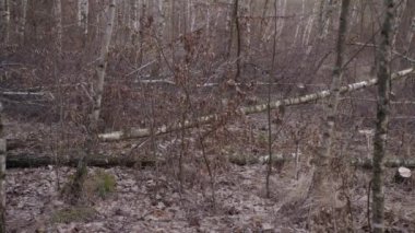 ağaç aşağı kesim