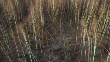 ağaç aşağı kesim