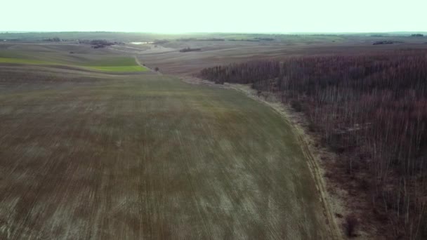 Volare sopra campi betulle — Video Stock