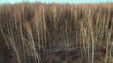 ağaç aşağı kesim