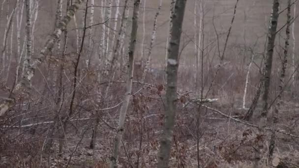 砍倒桦树 — 图库视频影像