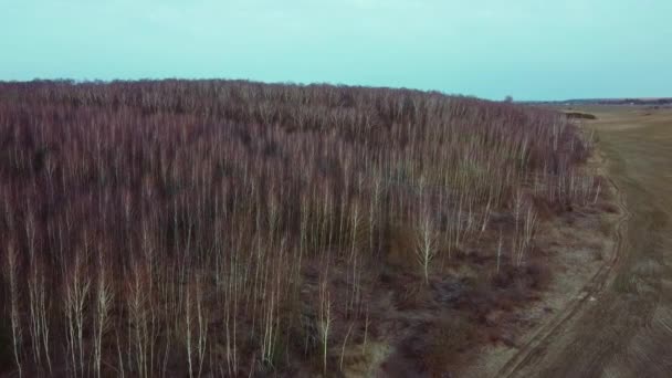 Flying over birch grove — Stock Video