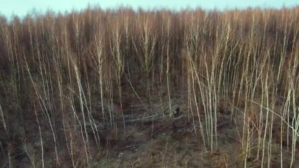 Cutting birch tree — Stock Video