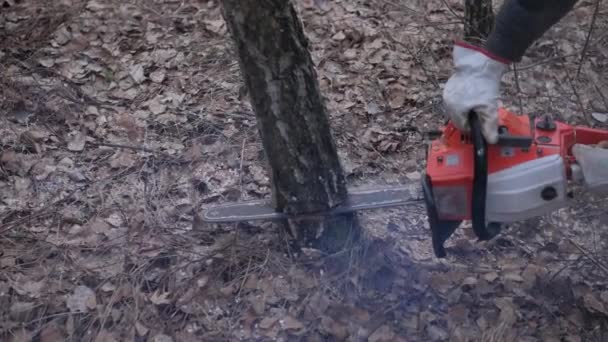 Cutting down tree — Stock Video