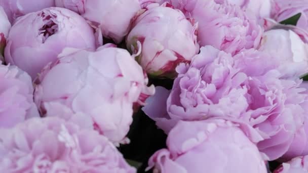 Hermoso Fondo Ramo Peony Rosa Flores Peonía Florecientes Primer Plano — Vídeos de Stock