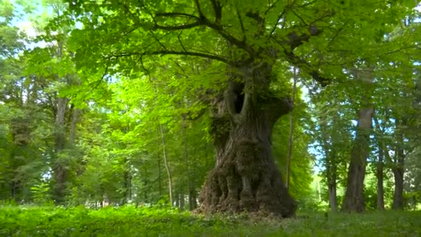 Τεράστιο Γέρικο Δέντρο Μια Μεγάλη Κοιλότητα Στο Δάσος Ανέγγιχτη Φύση — Αρχείο Βίντεο