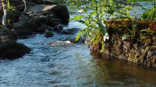 Beautiful River Water Flow Slow Motion Large Stones Pond Close — 图库视频影像