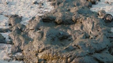 Fresh cow dung with flies. Cow shit on the road. Round poop pie