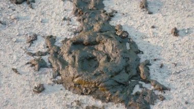 Fresh cow dung with flies. Cow shit on the road. Round poop pie