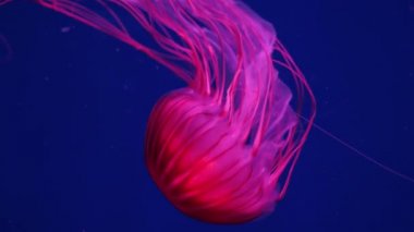 Pembe denizanası koyu mavi okyanus suyunda dans eder. Mor Çizgili Denizanası - Pelagia noctiluca. Suyun altında parlayan denizanası