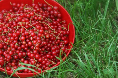 Kırmızı kuş üzümü