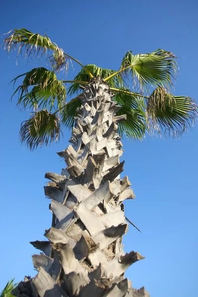 Corny palm tree — Stock Photo, Image