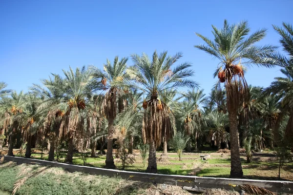 Un oasis de palmeras dátiles —  Fotos de Stock