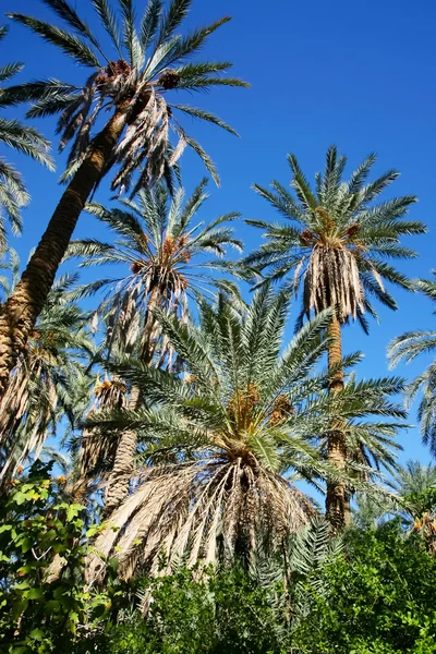 Dates forest — Stock Photo, Image