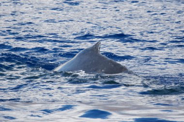 Humpback whale back clipart
