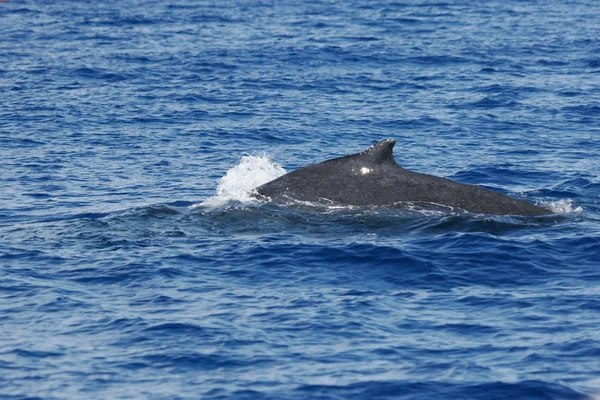 Achterkant walvis — Stockfoto