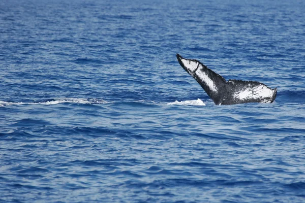 Queue abstraite du rorqual à bosse — Photo