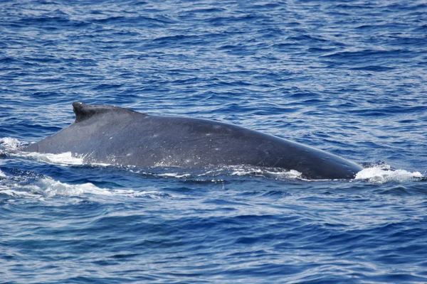 クジラの背中 — ストック写真