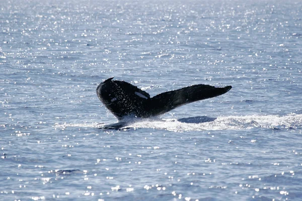 kambur balina kuyruğu