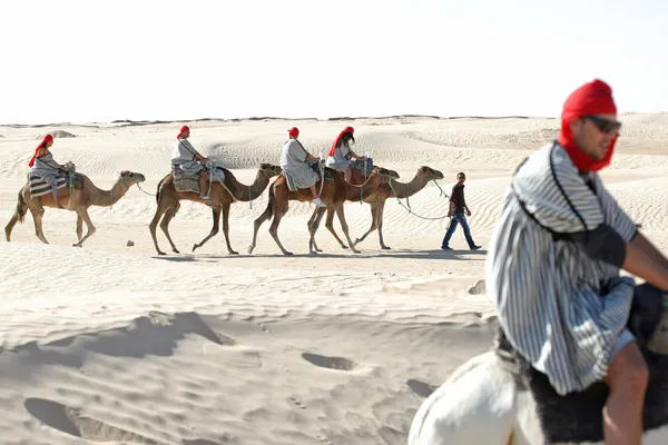 Turistas con camellos —  Fotos de Stock