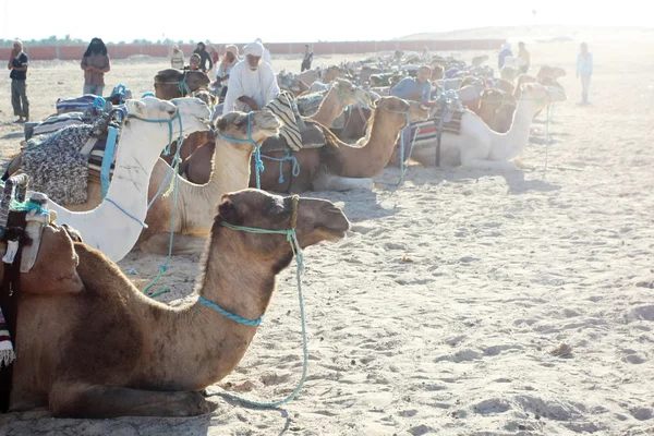 Beduins with group of camels — Stock Photo, Image