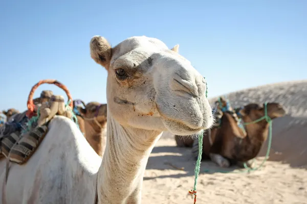 Camel portret — Stockfoto