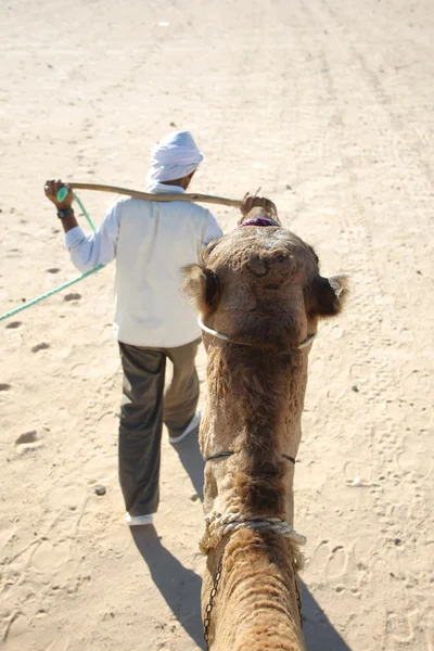 Cabeza de camellos — Foto de Stock