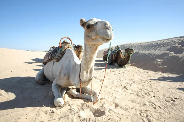 Kamelen in sahar — Stockfoto