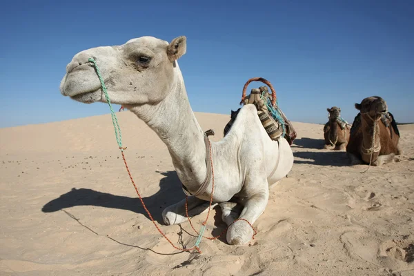 Camels — Stock Photo, Image