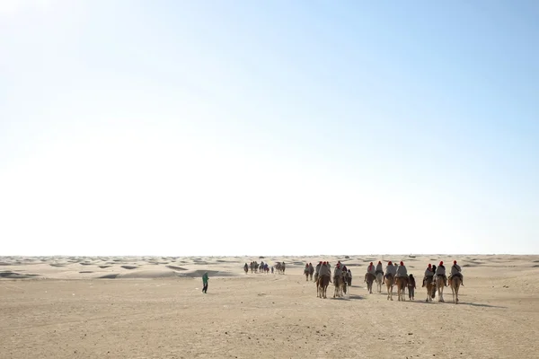 Grupo de turistas en camellos — Stockfoto