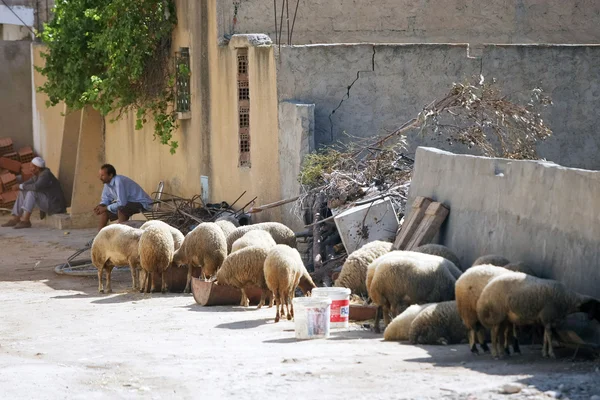 Sheeps on the street of Kairouan — Stock Photo, Image
