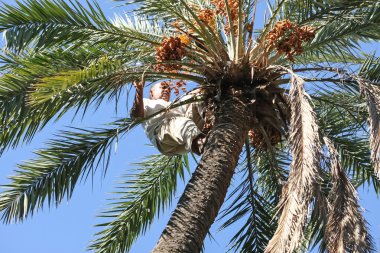 adam palmiye ağacı üzerinde
