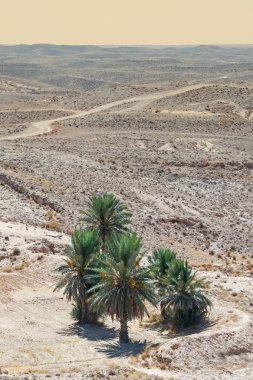 Sahara palmiye ağaçları 