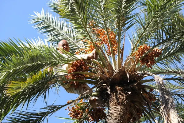 Old man climbing on palm tree in oasis — Stock Photo, Image