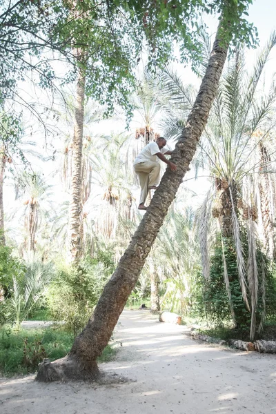Viejo trepando a la palmera en el oasis de Tozeur — Foto de Stock