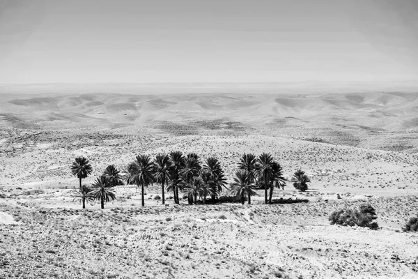 Kleine oase in de buurt van Tozeur in Sahara zwart-wit — Stockfoto