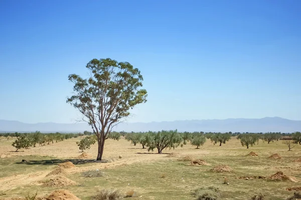Bomen in de sahara — Stockfoto